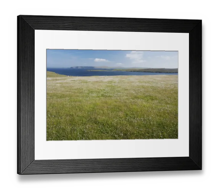 Framed Print : View of coastal meadow with wildflowers, with Fetlar in background, Unst, Shetland Islands, Scotland, June Framed Print : View of coastal meadow with wildflowers, with Fetlar in background, Unst, Shetland Islands, Scotland, June