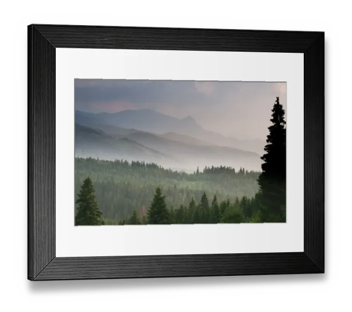 Framed Print : View over montane coniferous forest habitat at sunset, Tatra Mountains, Western Carpathians, Poland, June Framed Print : View over montane coniferous forest habitat at sunset, Tatra Mountains, Western Carpathians, Poland, June