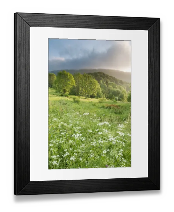 Framed Print : View of montane meadow and forest habitat at sunrise, Bieszczady N. P. Bieszczady Mountains, Outer Eastern Carpathians