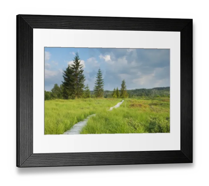 Framed Print : Boardwalk across raised peatland bog habitat, Tarnawa Wyzna, Bieszczady N. P Framed Print : Boardwalk across raised peatland bog habitat, Tarnawa Wyzna, Bieszczady N. P