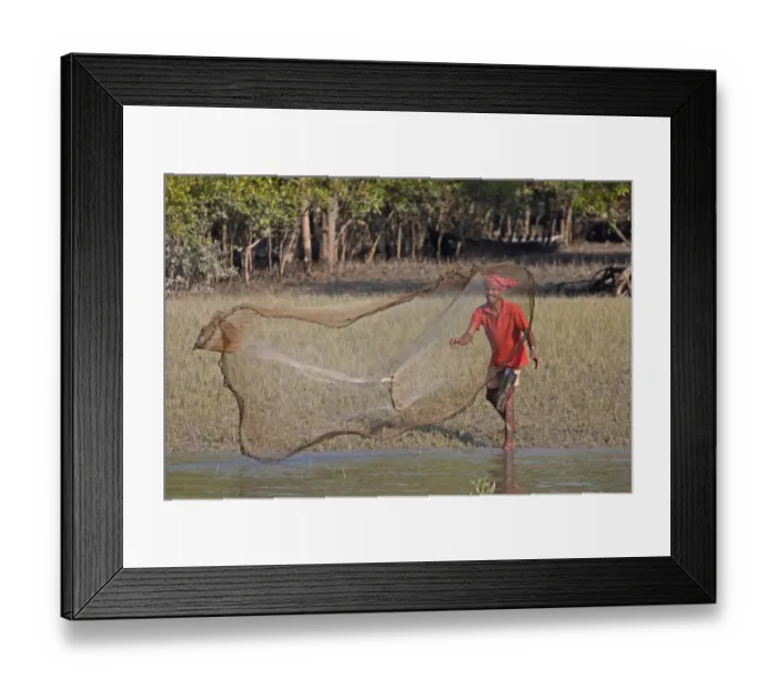 Framed Print : Fisherman casting net at edge of water in mangrove forest, Sundarbans, Ganges Delta, West Bengal, India, March Framed Print : Fisherman casting net at edge of water in mangrove forest, Sundarbans, Ganges Delta, West Bengal, India, March