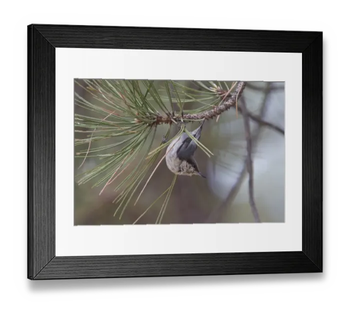 Framed Print : Pygmy Nuthatch on pine tree, Utah USA Framed Print : Pygmy Nuthatch on pine tree, Utah USA