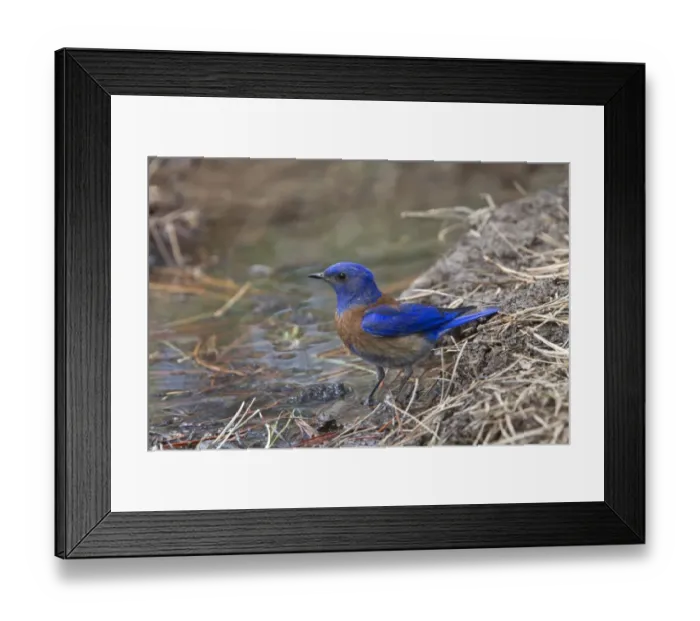 Framed Print : Western Bluebird male bird Utah USA Framed Print : Western Bluebird male bird Utah USA