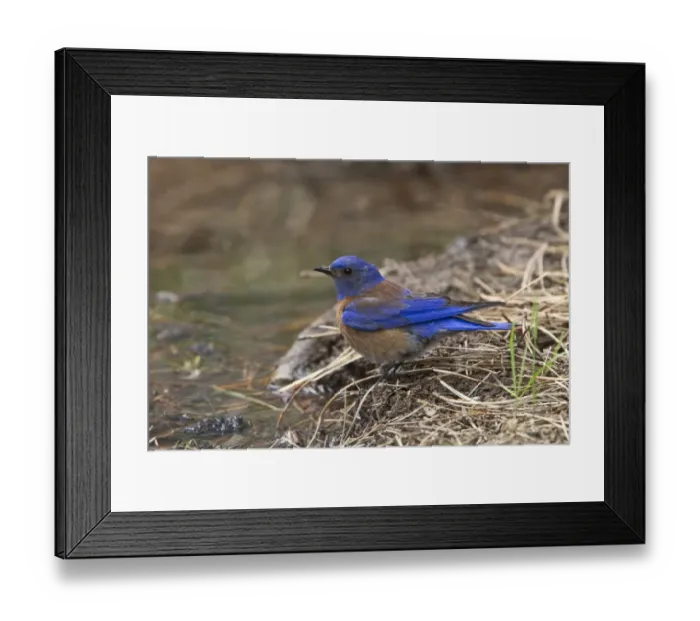 Framed Print : Western Bluebird male bird at drinking pool - Utah USA Framed Print : Western Bluebird male bird at drinking pool - Utah USA