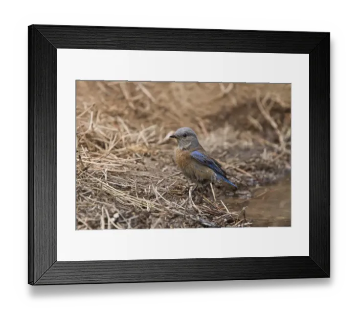 Framed Print : Western Bluebird female bird at drinking pool - Utah USA
