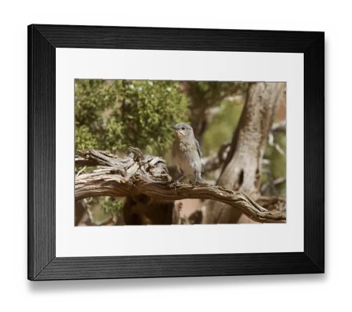 Framed Print : Western Bluebird female bird - Utah USA Framed Print : Western Bluebird female bird - Utah USA