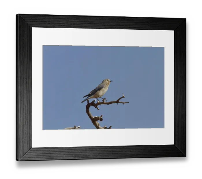 Framed Print : Western Bluebird female bird - Utah USA Framed Print : Western Bluebird female bird - Utah USA