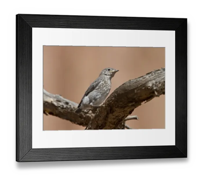Framed Print : Western Bluebird juvenile bird - Utah USA Framed Print : Western Bluebird juvenile bird - Utah USA