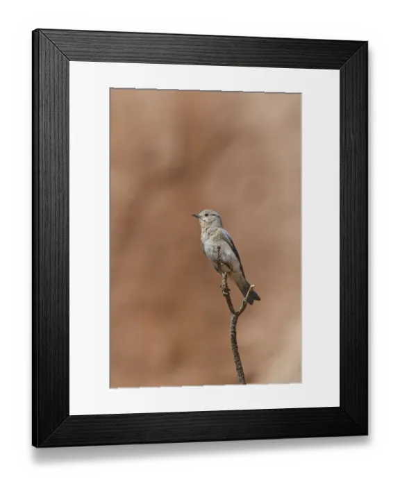 Framed Print : Western Bluebird female bird - Utah USA Framed Print : Western Bluebird female bird - Utah USA