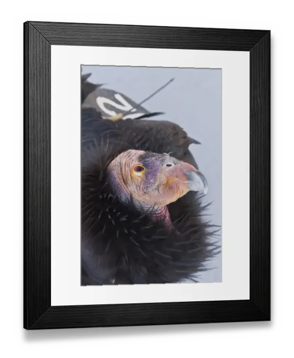 Framed Print : California Condor adult with wing tag and transmitter Framed Print : California Condor adult with wing tag and transmitter