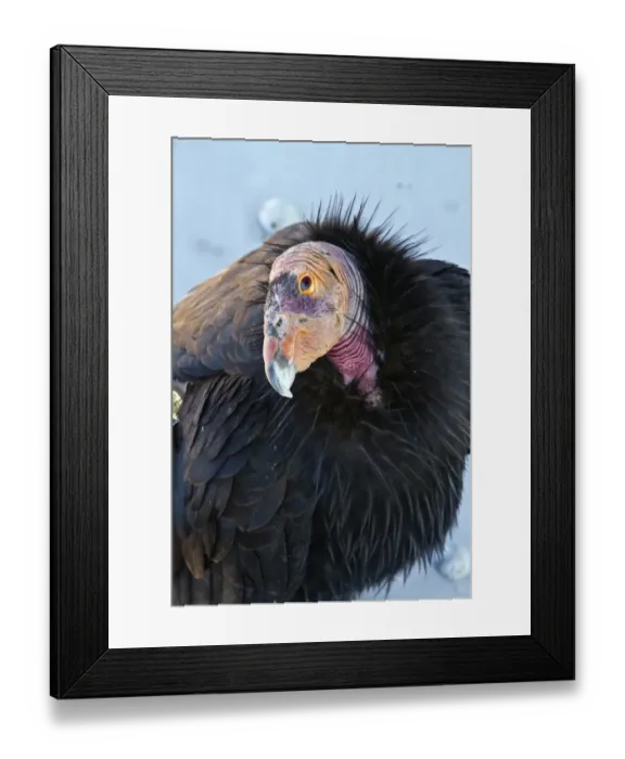 Framed Print : California Condor adult with wing tag
