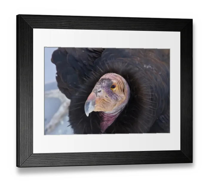 Framed Print : California Condor adult - Utah America