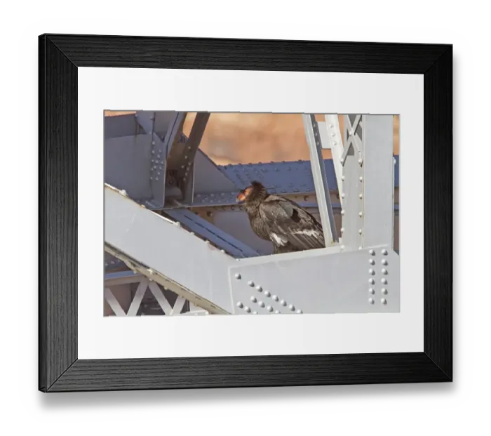 Framed Print : California Condor adult on the Navajo Bridge over the Colorado River America Framed Print : California Condor adult on the Navajo Bridge over the Colorado River America