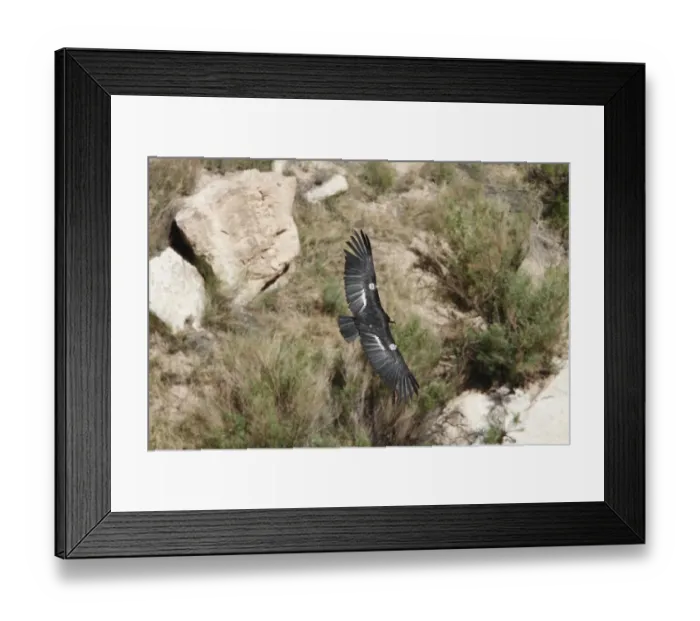 Framed Print : California Condor adult with wing tag and transmitter flying over Colorado River at Navajo Bridge Framed Print : California Condor adult with wing tag and transmitter flying over Colorado River at Navajo Bridge