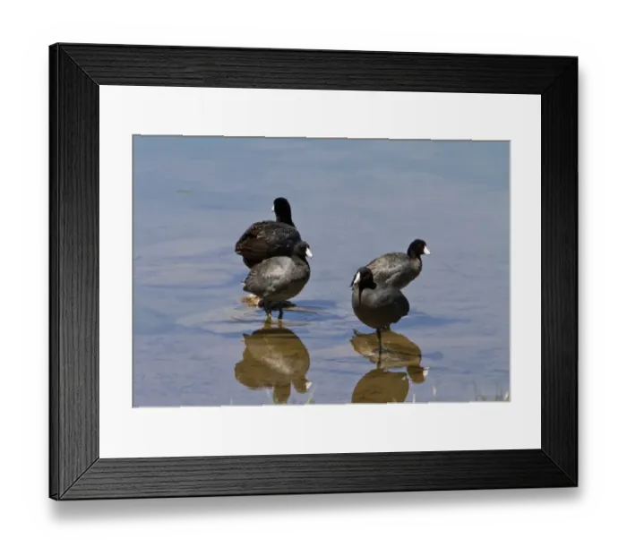 Framed Print : American coots, group, Utah USA Framed Print : American coots, group, Utah USA