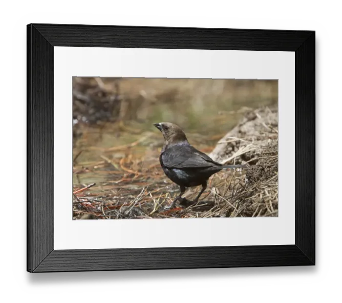 Framed Print : Brown Headed Cowbird at drinking pool. Utah USA