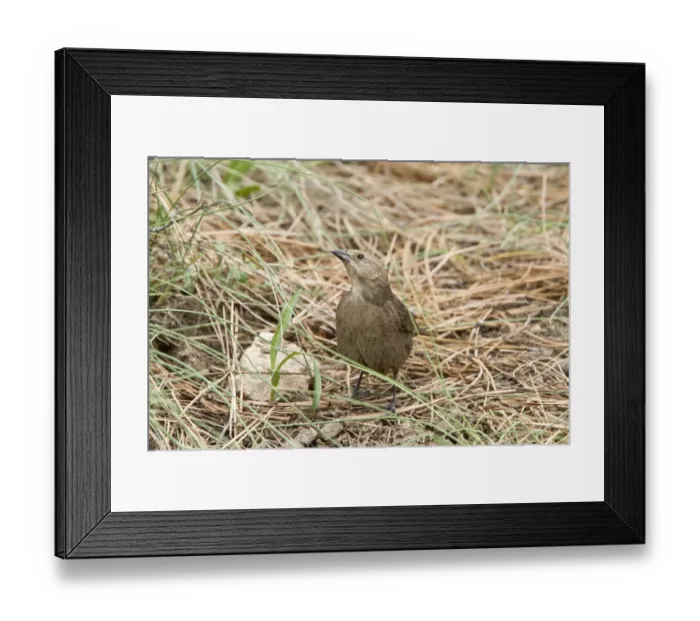 Framed Print : Brown Headed Cowbird Female at drinking pool. Utah USA Framed Print : Brown Headed Cowbird Female at drinking pool. Utah USA