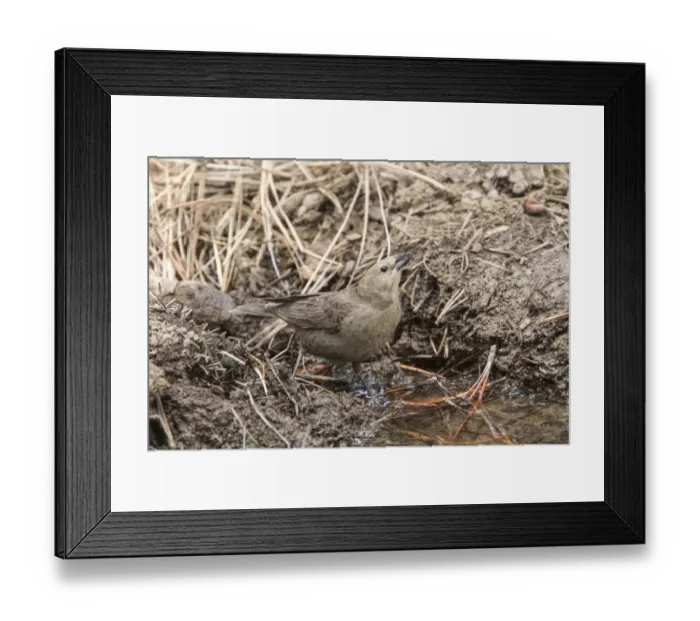 Framed Print : Brown Headed Cowbird female at drinking pool Framed Print : Brown Headed Cowbird female at drinking pool