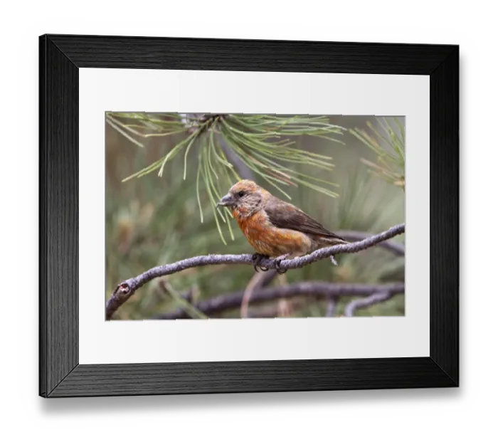 Framed Print : Red Crossbill male on pine tree - Utah America Framed Print : Red Crossbill male on pine tree - Utah America