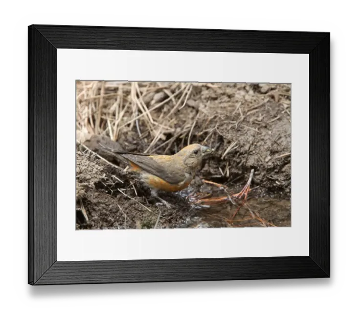 Framed Print : Red Crossbill young male on pine tree - Utah America Framed Print : Red Crossbill young male on pine tree - Utah America