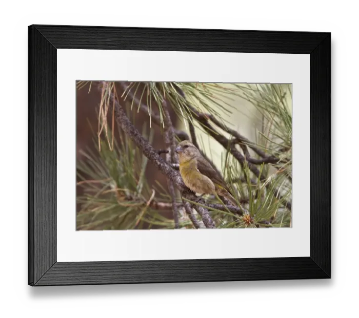 Framed Print : Red Crossbill female on pine tree - Utah America Framed Print : Red Crossbill female on pine tree - Utah America