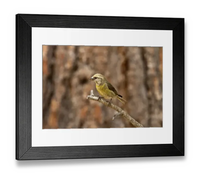 Framed Print : Red Crossbill female on pine tree - Utah America Framed Print : Red Crossbill female on pine tree - Utah America