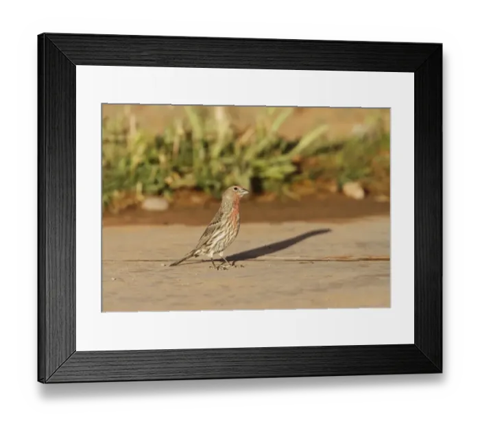 Framed Print : Young Male House Finch looking skyward for danger Framed Print : Young Male House Finch looking skyward for danger