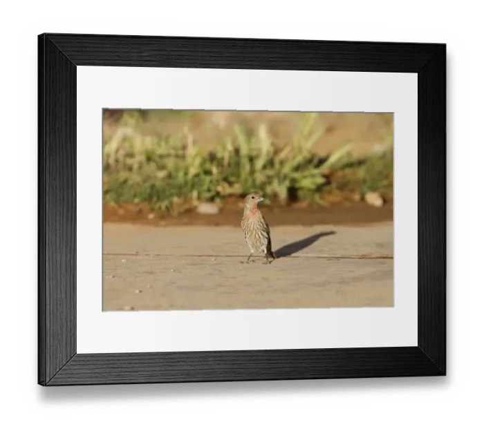 Framed Print : Young Male House Finch Framed Print : Young Male House Finch