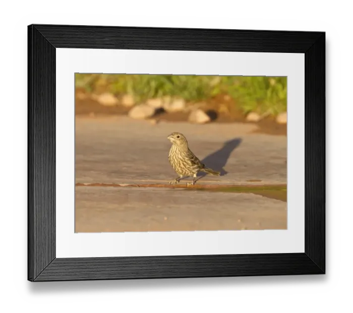 Framed Print : Adult female House Finch drinking