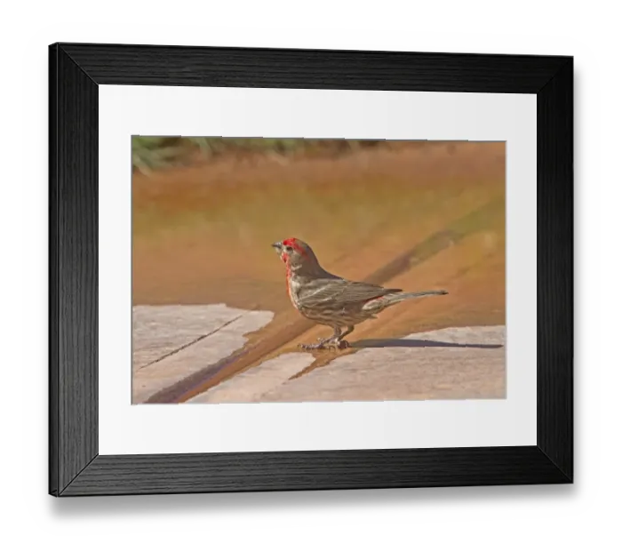Framed Print : Adult Male House Finch drinking Framed Print : Adult Male House Finch drinking