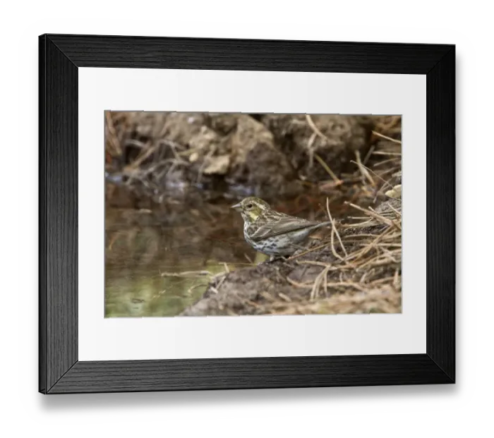 Framed Print : Purple Finch female at drinking pool - Utah America Framed Print : Purple Finch female at drinking pool - Utah America