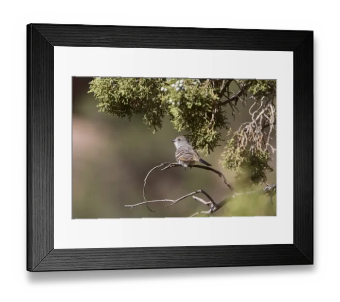 Framed Print : Ash throated Flycatcher Utah America Framed Print : Ash throated Flycatcher Utah America