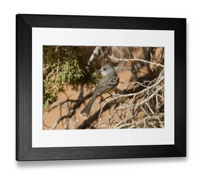 Framed Print : Ash throated Flycatcher Utah America Framed Print : Ash throated Flycatcher Utah America