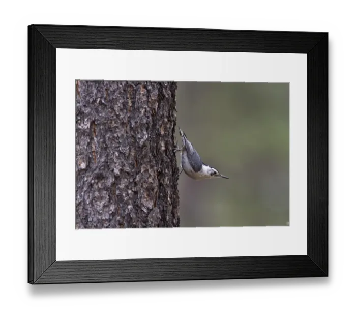 Framed Print : White breasted Nuthatch on pine tree, Utah, USA Framed Print : White breasted Nuthatch on pine tree, Utah, USA