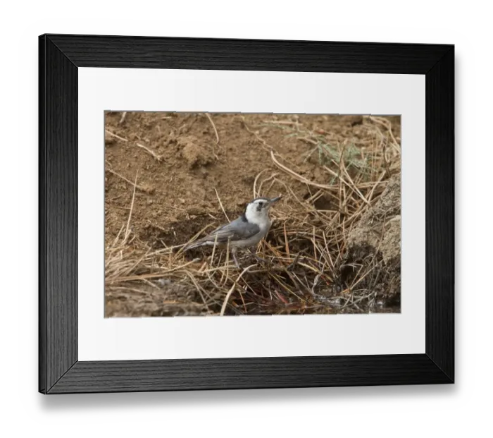 Framed Print : White breasted Nuthatch on pine tree, Utah, USA Framed Print : White breasted Nuthatch on pine tree, Utah, USA
