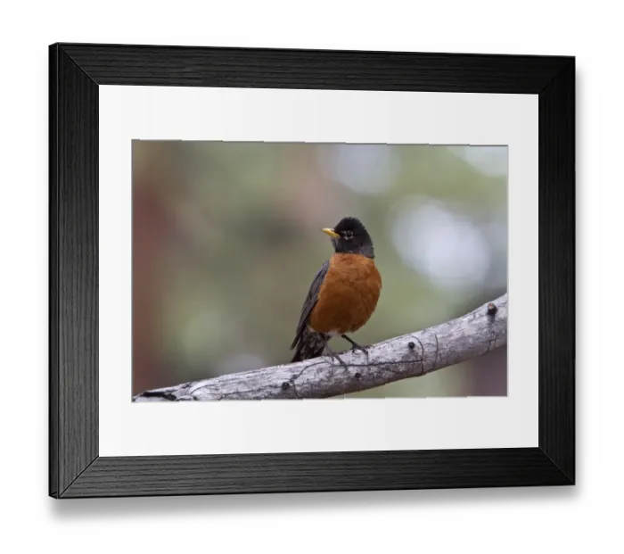 Framed Print : American Robin - Utah, USA Framed Print : American Robin - Utah, USA