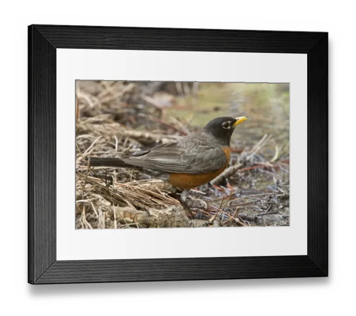 Framed Print : American Robin at drinking pool - Utah, USA Framed Print : American Robin at drinking pool - Utah, USA