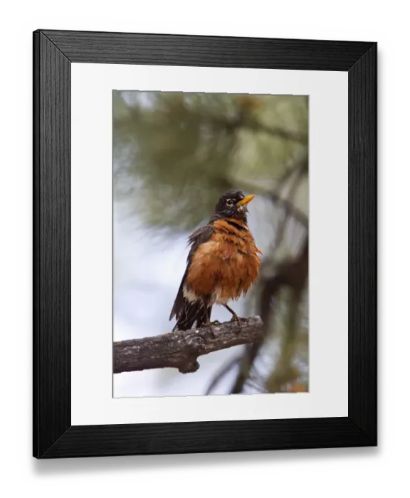 Framed Print : American Robin after bathing - Utah, USA Framed Print : American Robin after bathing - Utah, USA