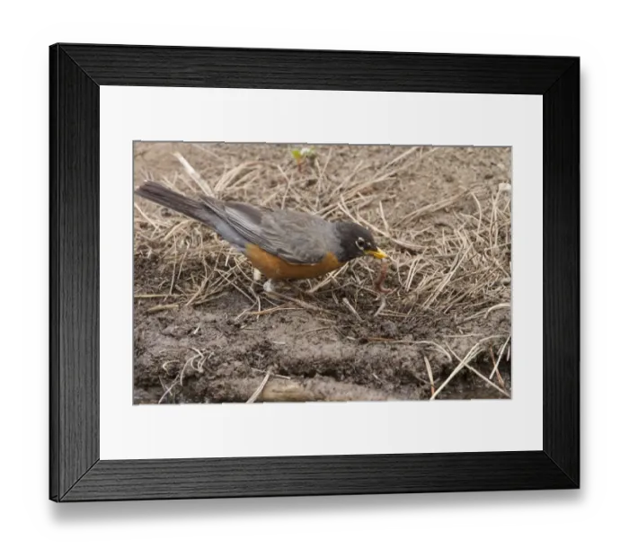 Framed Print : American Robin with worm in its bill - Utah, USA