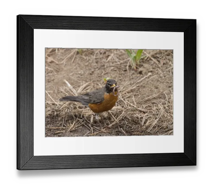 Framed Print : American Robin with worm in its bill - Utah, USA Framed Print : American Robin with worm in its bill - Utah, USA