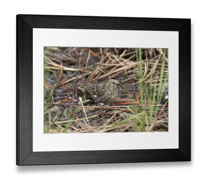 Framed Print : Pine Siskin Male Framed Print : Pine Siskin Male