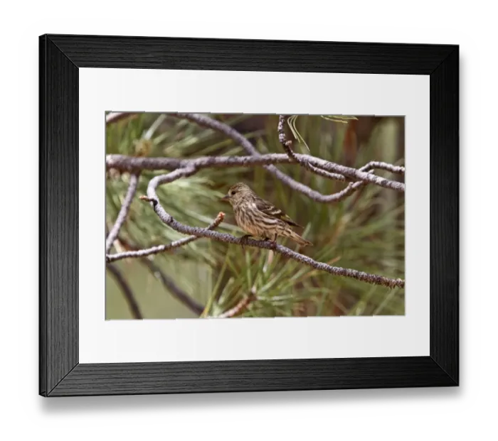 Framed Print : Pine Siskin female perched in pine tree Framed Print : Pine Siskin female perched in pine tree