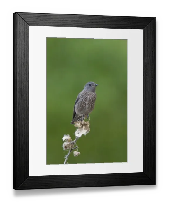 Framed Print : juvenile Townsends Solitaire Framed Print : juvenile Townsends Solitaire
