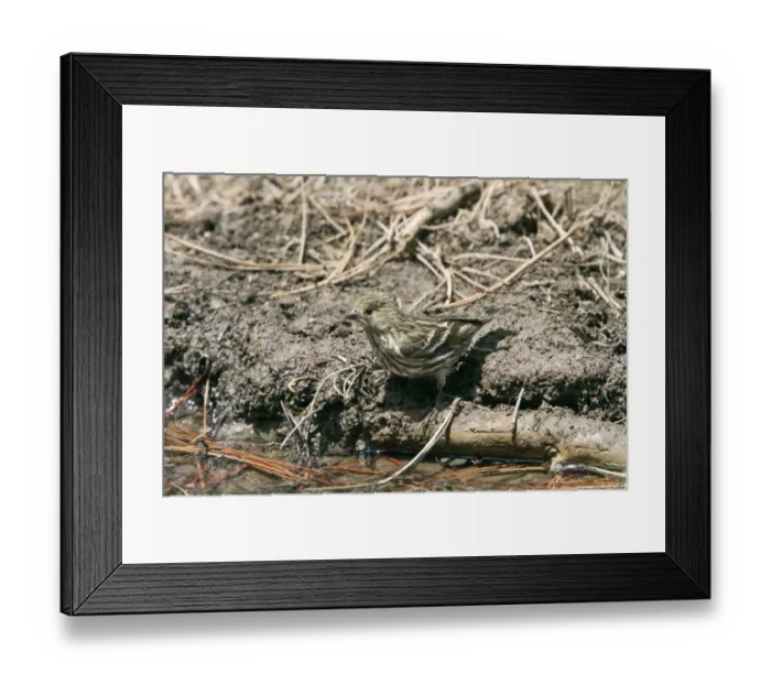 Framed Print : Pine Siskin female at drinking pool Framed Print : Pine Siskin female at drinking pool