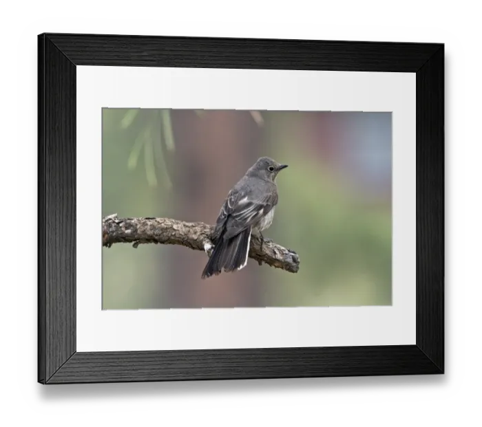 Framed Print : Adult Townsends Solitaire - Utah America