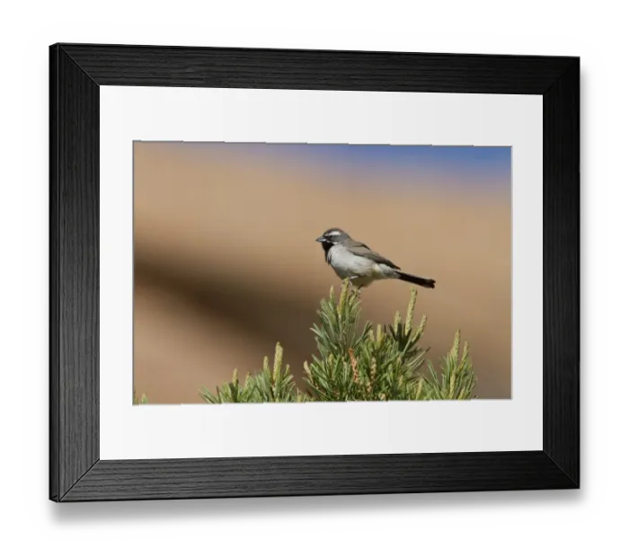 Framed Print : Black throated Sparrow - Utah America