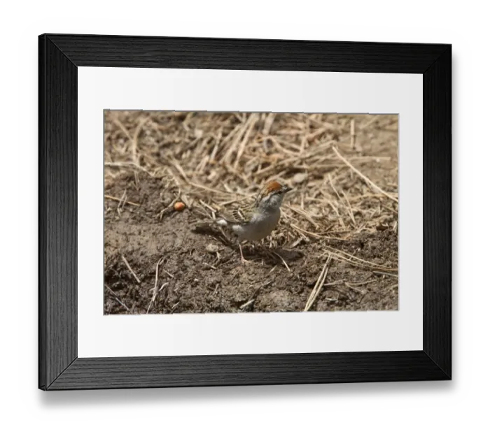 Framed Print : Chipping Sparrow - Utah USA Framed Print : Chipping Sparrow - Utah USA