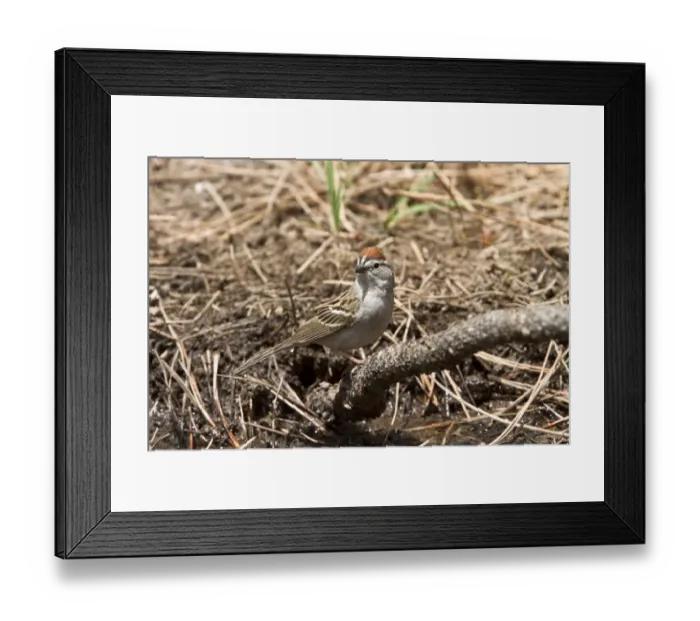 Framed Print : Chipping Sparrow - Utah USA Framed Print : Chipping Sparrow - Utah USA