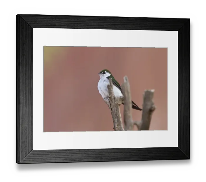 Framed Print : Violet green Swallow - Utah America Framed Print : Violet green Swallow - Utah America