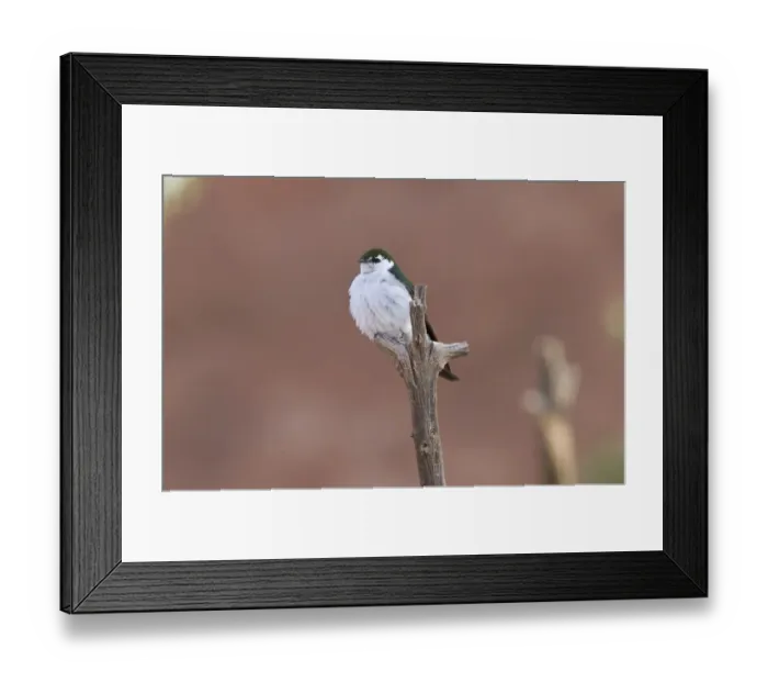 Framed Print : Violet green Swallow - Utah America Framed Print : Violet green Swallow - Utah America